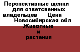 Перспективные щенки , для ответсвенных владельцев!  › Цена ­ 30 000 - Новосибирская обл. Животные и растения » Собаки   